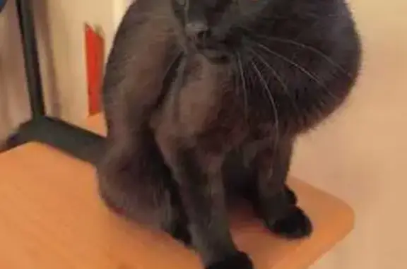 Объявления о пропавших и найденных животных, Нижний Новгород, фото: Пропала черная кошка, Верхнепечёрская 2