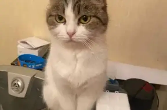 Пропала кошка, Иваново, 3-я Земледельческая