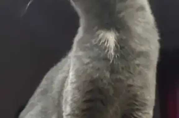 Пропала кошка, ул. Конева, 28 кБ, Вельск