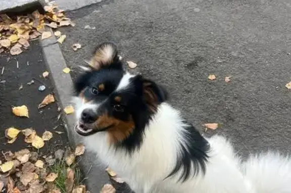 Пропала собака, Бийск, Полевой пер., 13