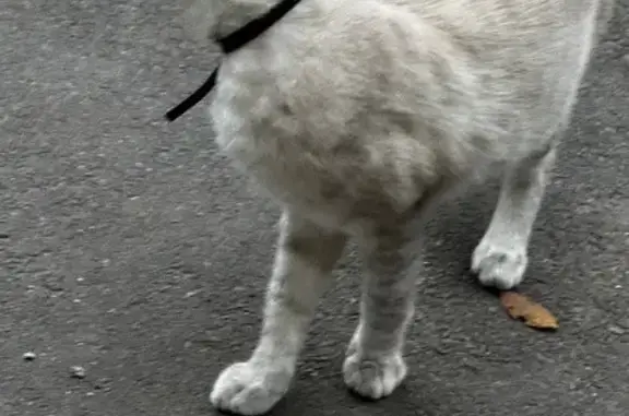 Кошка найдена: пр. 9-й Пятилетки, 30