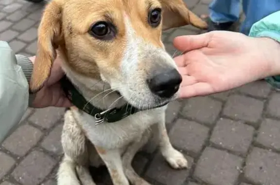 Найдена собака, Колпино, фото: Собака найдена: Адмиралтейская ул., Колпино