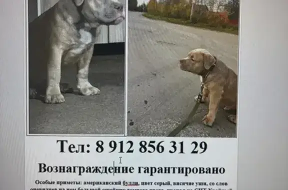 Пропала собака в Ягуле, Удмуртия