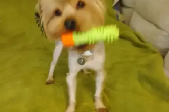 Пропала собака, Полярная улица, Москва