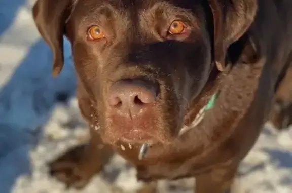 Собаки потеряшки, Чита, фото: Потеряшка собака, ул. Шилова, Чита