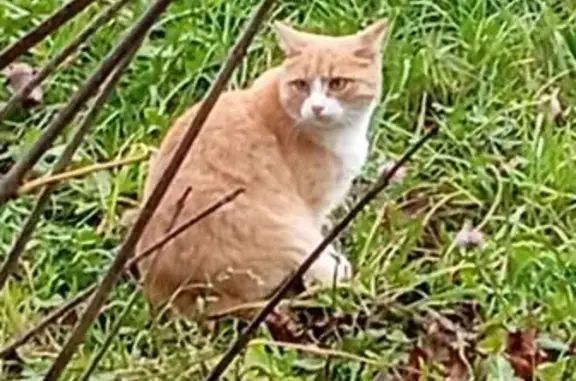 Найдена кошка, Калуга, фото: Кошка найдена: ул. Глаголева 34, Калуга