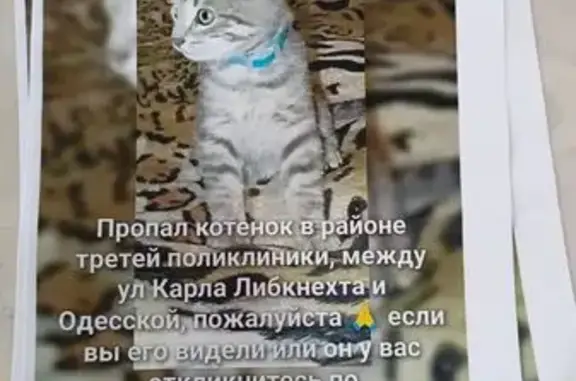 Пропала кошка, ул. Карла Либкнехта, 197
