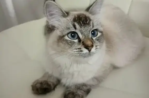 Кошки потеряшки, Чебоксары, фото: Потеряшка кошка, ул. Мичмана Павлова, 36