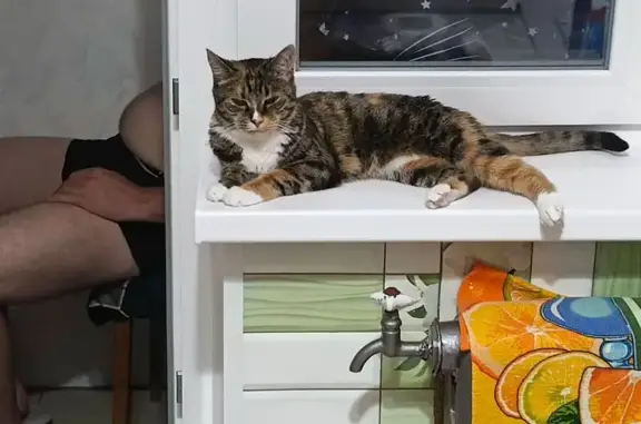 Пропала кошка, Северная ул. 7, Кировск