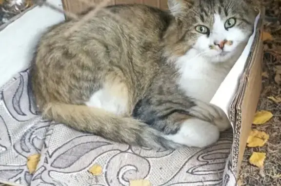 Найденные животные Ставрополь, фото: Кошка найдена на Тухачевского 21/3, Ставрополь