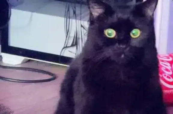 Пропала кошка, Моск. ул., 152, Краснодар