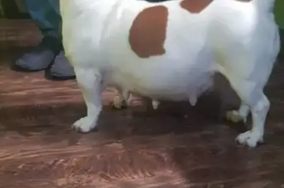 Собаки потеряшки, Краснодарский край, фото: Потеряшка собака, Гизель-Дере, Краснодарский край