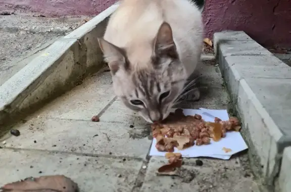 Найдена кошка, Первомайская 126, Йошкар-Ола