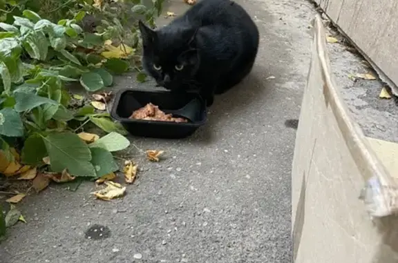 Кошка найдена у Wildberries, 3-я Филёвская