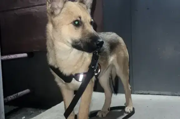 Объявления о пропавших и найденных животных, Асбест, фото: Пропала собака, ул. Ладыженского, 8, Асбест