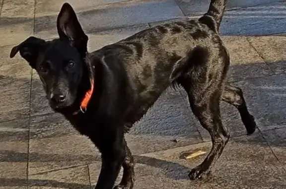 Собаки потеряшки, , фото: Потеряшка собака на Спортивной улице