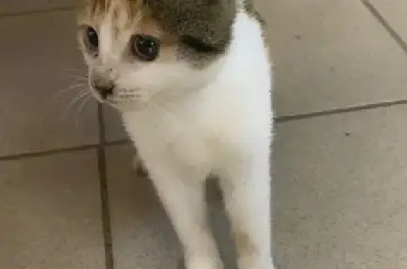 Кошки потеряшки, Приозерск, фото: Потеряшка кошка, ул. Гагарина 16, Приозерск