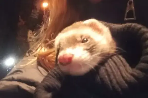 Пропал хорек, Рязановское ш.,...