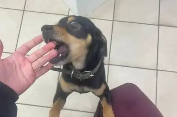 Найдена собака, Оренбург, фото: Собака найдена: Оренбург, пр. Гагарина 41/2