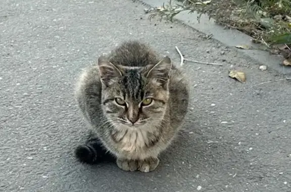 Найдена кошка, Астрахань, фото: Кошка найдена на 3-м Углегорском, Астрахань