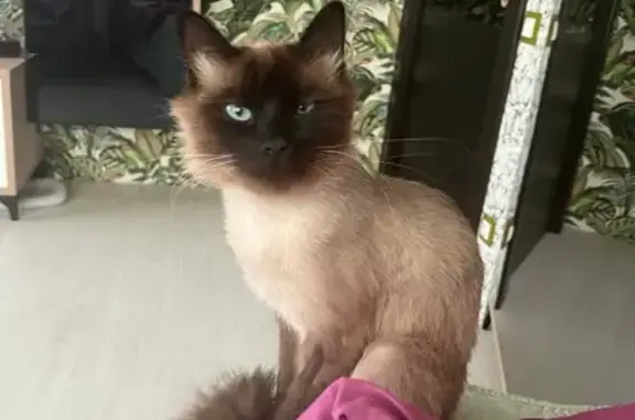 Пропала кошка, Орджоникидзе 50, Кинель