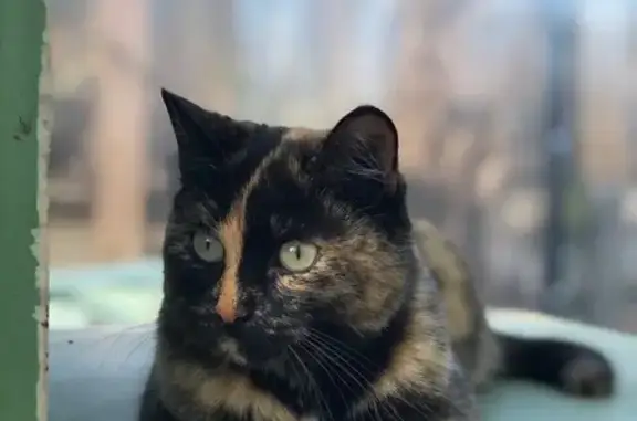 Кошки потеряшки, , фото: Потеряшка черепаховая кошка, 136Б Покровская