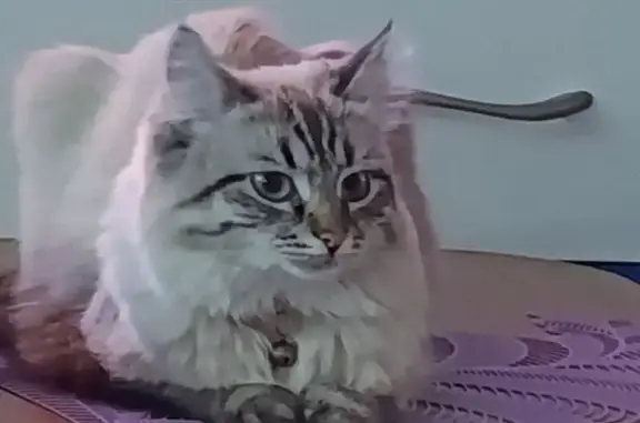 Пропала кошка, ул. Чайковского, Шумерля