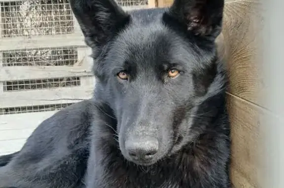 Пропала собака, Кленовый б-р, Губкин