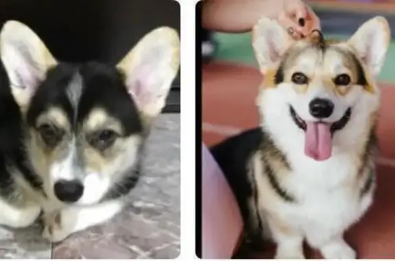 Пропала собака, Смышляевское шоссе, 110