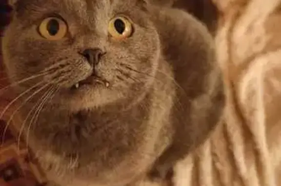 Пропала кошка, Садовая 45, Соль-Илецк