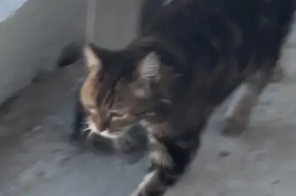 Пропала кошка Филя, Аэрофлотская, 12