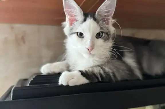 Пропала кошка Кефир, Ярославская обл.