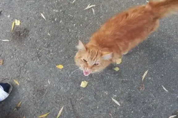 Найденные животные Ставрополь, фото: Кошка найдена: Герцена 102, Ставрополь