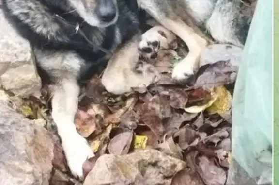 Найдена собака, , фото: Срочно! Найдена собака, Воробьи, ул. Московская 23Б