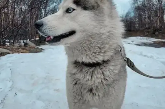 Пропала хаски в лесу, Мурманская область