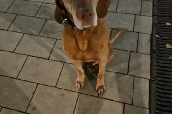 Найдена собака, Дубна, фото: Собака найдена: Центр. ул., 5, Дубна