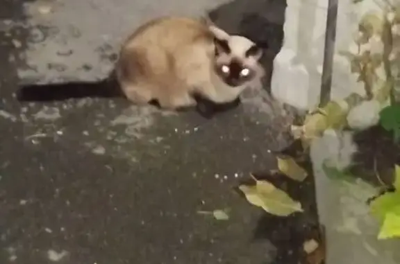 Найденные животные Петрозаводск, фото: Сиамская кошка найдена на Луначарского, 12