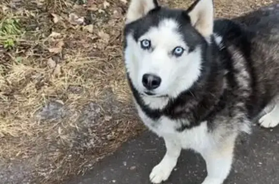 Собаки потеряшки, Химки, фото: Потеряшка хаски, ул. 7-й Гв. Дивизии, 24, Химки