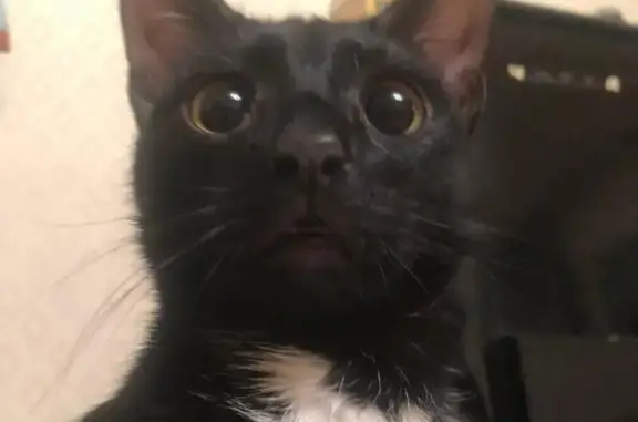 Кошки потеряшки, Томск, фото: Потеряшка кошка на ул. Герцена, Томск