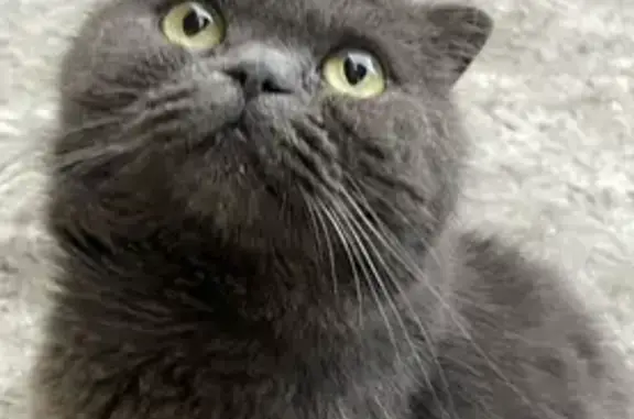 Кошка найдена на ул. З. Космодемьянской, 54Ж