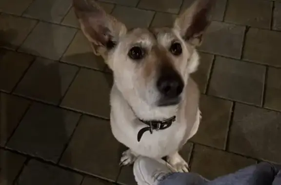 Найдена собака, Краснодар, фото: Найдена белая собака, ул. Мачуги, 167