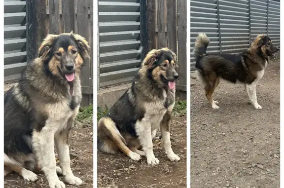 Собаки потеряшки, Абакан, фото: Потеряшка собака на ул. Гастелло, Абакан