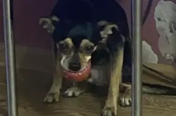 Пропала собака, Восточно-Казахстанская ул.