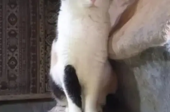 Пропала кошка, ул. Шаумяна, 30, Екатеринбург