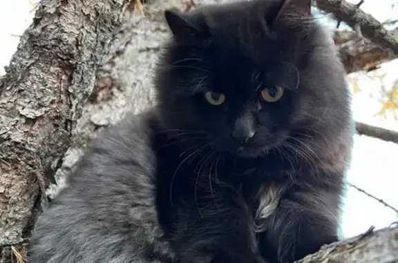 Кошки потеряшки, Йошкар-Ола, фото: Потеряшка кошка, ул. Серова, Йошкар-Ола