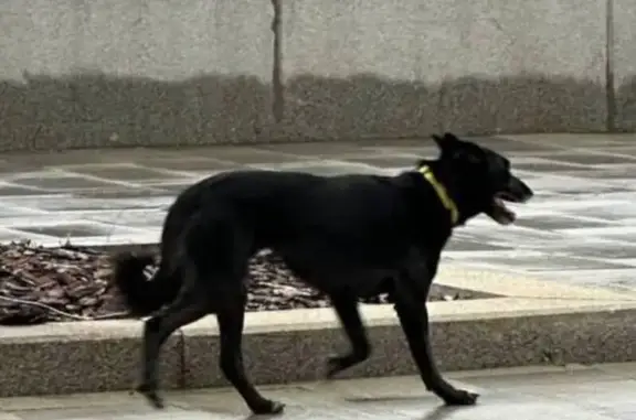 Пропала собака, Горки-10, 15Б