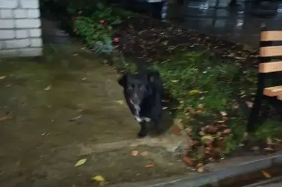 Найдена собака, ул. 12 Сентября, Ульяновск