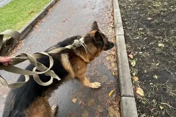 Найдена собака, Москва, фото: Собака найдена: Ботаническая ул, 4 с16