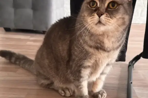 Пропала кошка, ул. Рокоссовского 87, Волгоград