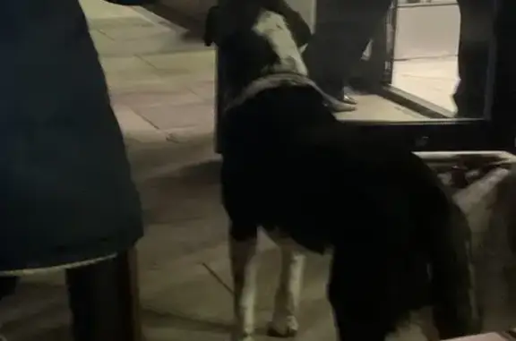 Собака найдена на Дачной, 216, Краснодар